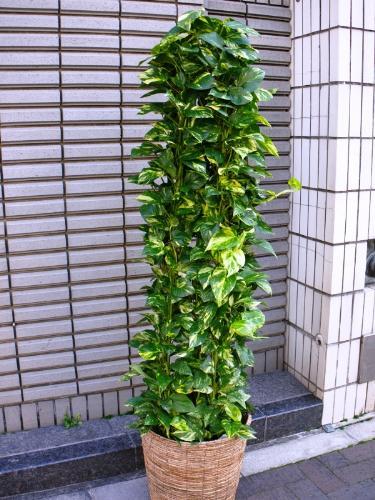 flower shop シャムロック｜新宿,四谷,四谷二丁目のお花屋さん