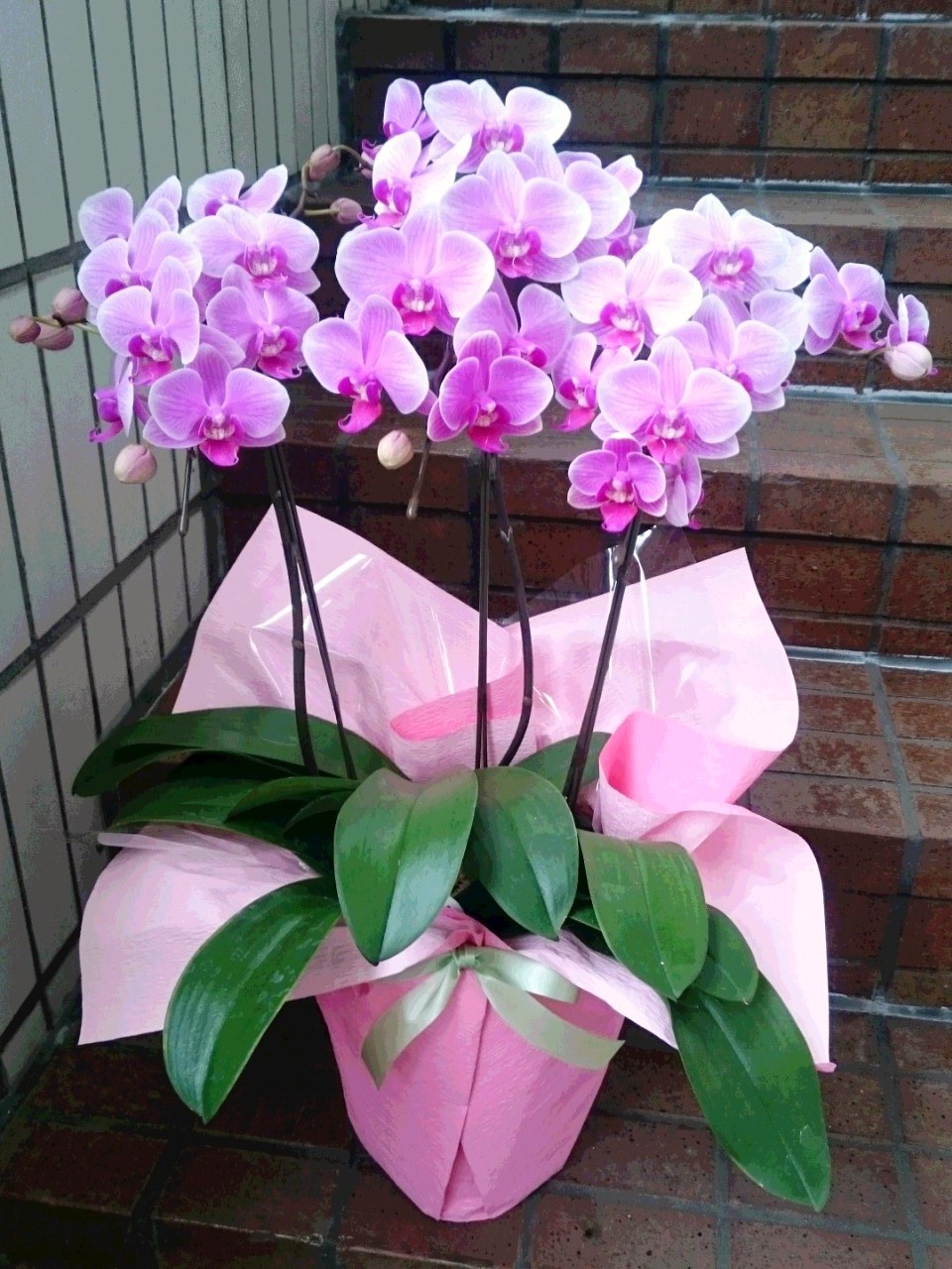 flower shop シャムロック｜新宿,四谷,四谷二丁目のお花屋さん